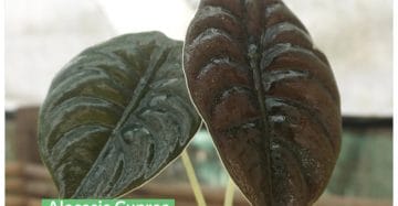 Rare Alocasia Cuprea for Sale