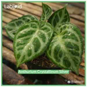 Beautiful Anthurium Crystallinum Silver for bargain