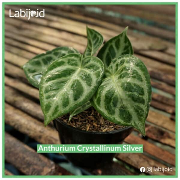 Anthurium crystallinum Silver for bargain