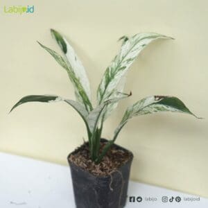 Buy Spathiphyllum Variegated Peace Lily
