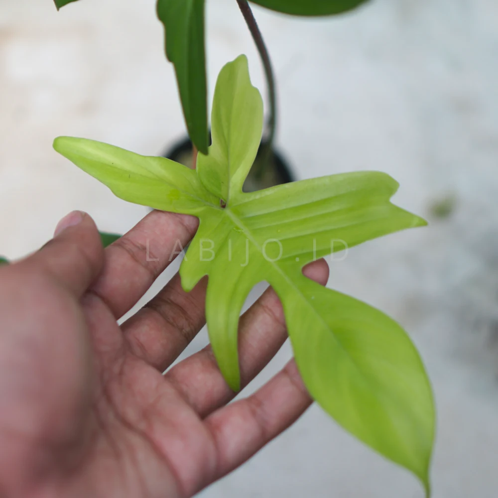 Philodendron Florida Ghost Young Leave