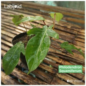 Best place to buy Philodendron Squamiferum