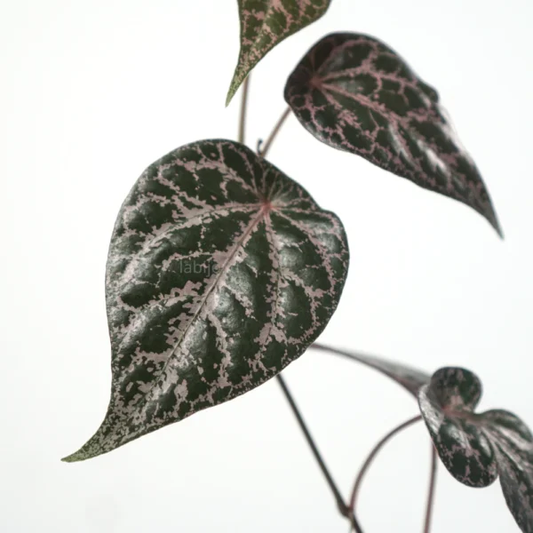 Buy Piper Ornatum. Close up leaves of piper ornatum