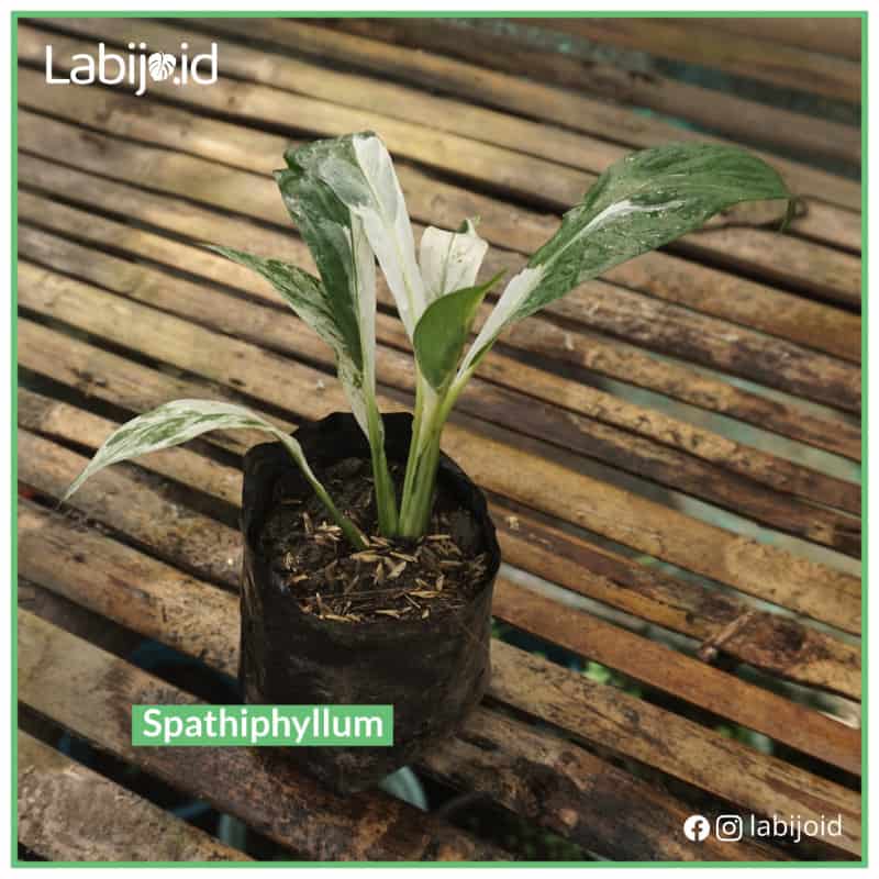 Affordable Spathiphyllum