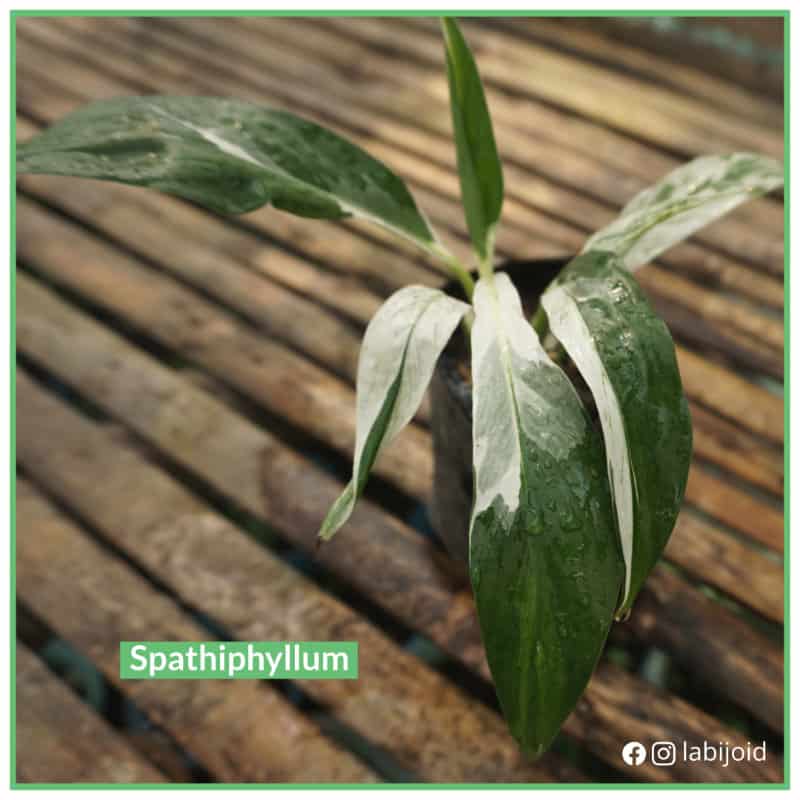 Spathiphyllum Variegated for sale