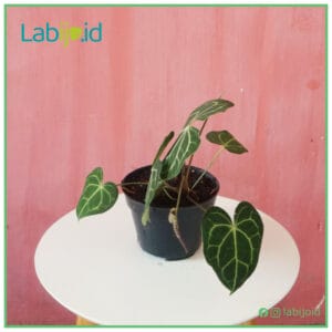 Anthurium clarinervium grow