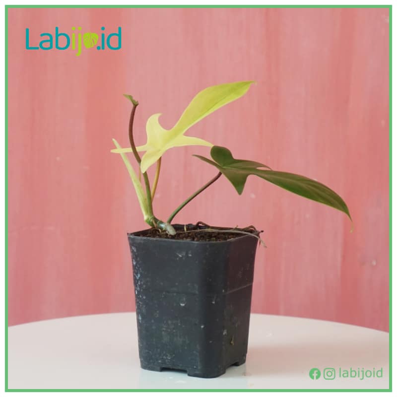 Details about   WHOLESALE 10 Plants Philodendron Florida Ghost  FREE Phyto Certificate 