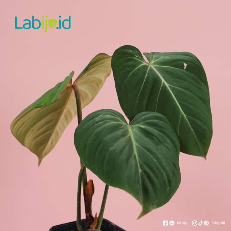 Details about   Philodendron Gloriosum FREE Phytosanitary Certificate 