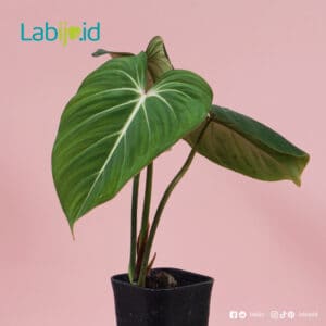 Philodendron Gloriosum from indonesia
