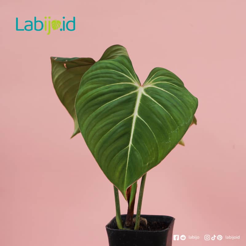Philodendron Gloriosum for sale