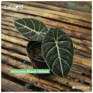 Exotic Alocasia Black Velvet is on sale!