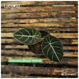 Exotic Alocasia Black Velvet is on sale!