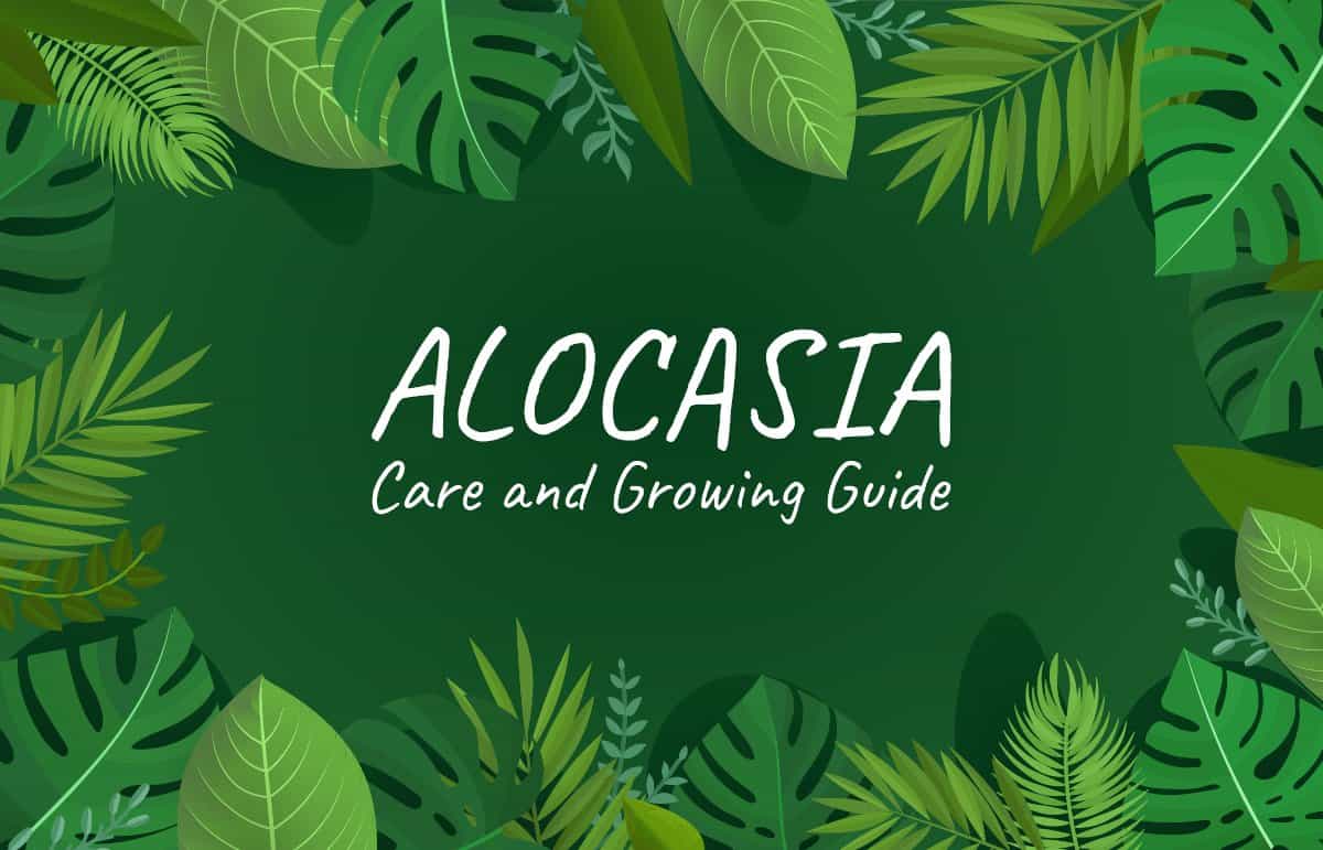 Alocasia Care Guide