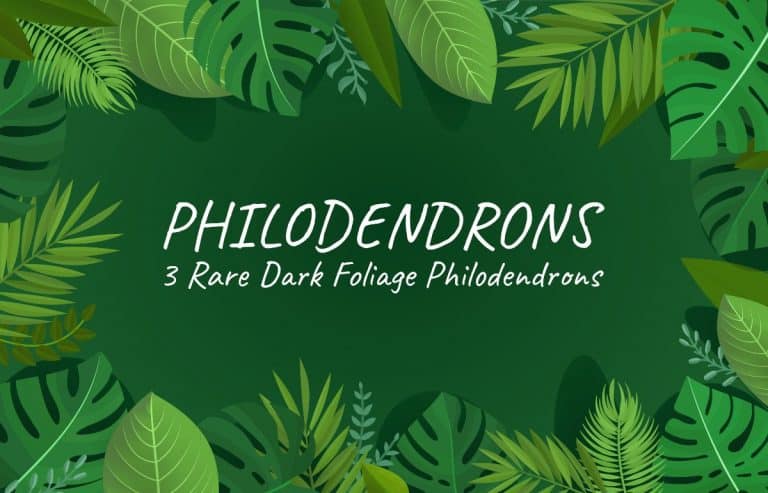 Dark Rare Philodendrons