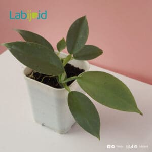 buy Philodendron Hastatum rare plants