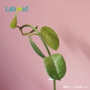 Hoya Coronation leaf