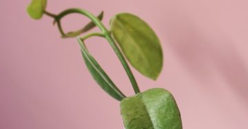 Hoya Coronation leaf