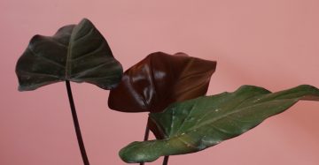 Philodendron Dark Lord care tips