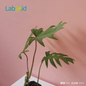 Philodendron Mayoi foliage