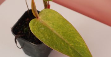 philodendron painted lady coloration for sale