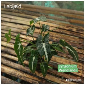 Syngonium wendlandii for sale