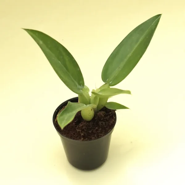 Buy Philodendron Martianum