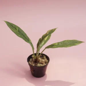 Buy Philodendron Ring of Fire Variegated