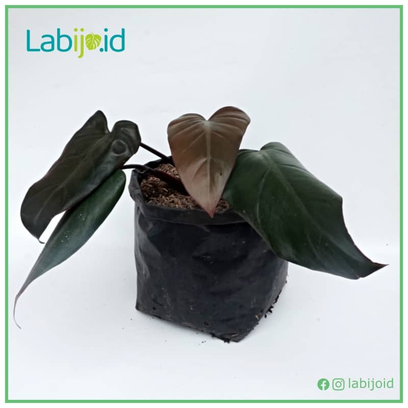 Philodendron Dark Lord from Indonesia for sale