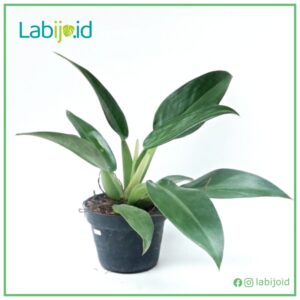 Philodendron Martianum for sale