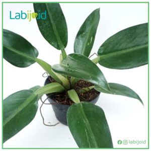 Philodendron Martianum for sale