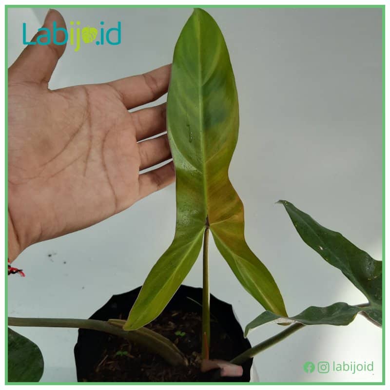 Philodendron Mexicanum for sale