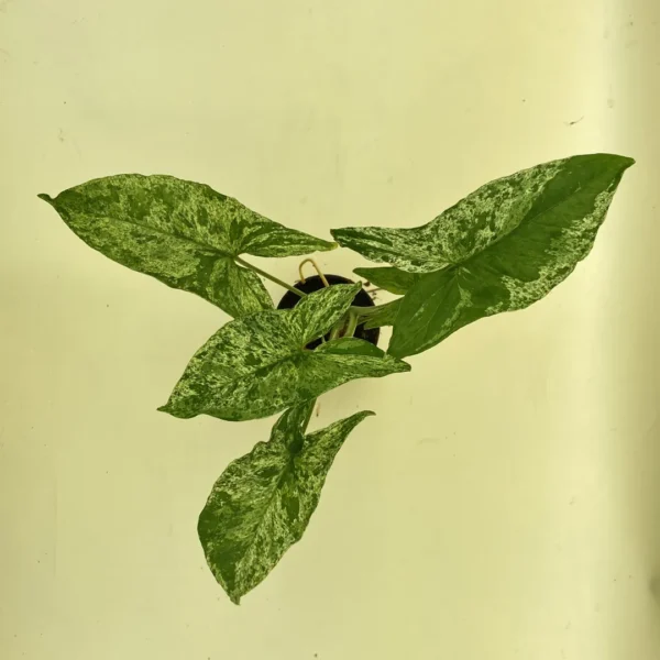 Syngonium Mojito with four leaves