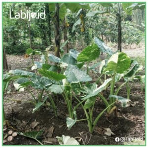 Alocasia Gageana Macrorrhiza Variegated King Large for sale