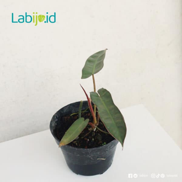 philodendron Atabapoense for sale