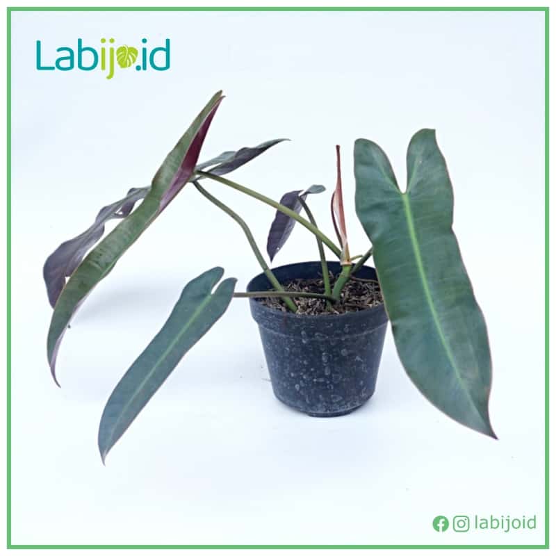 philodendron atabapoense for sale