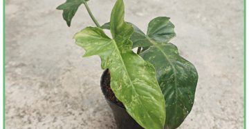 philodendron golden dragon