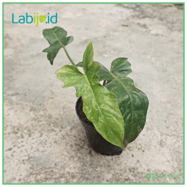 Best Philodendron Golden Dragon for sale