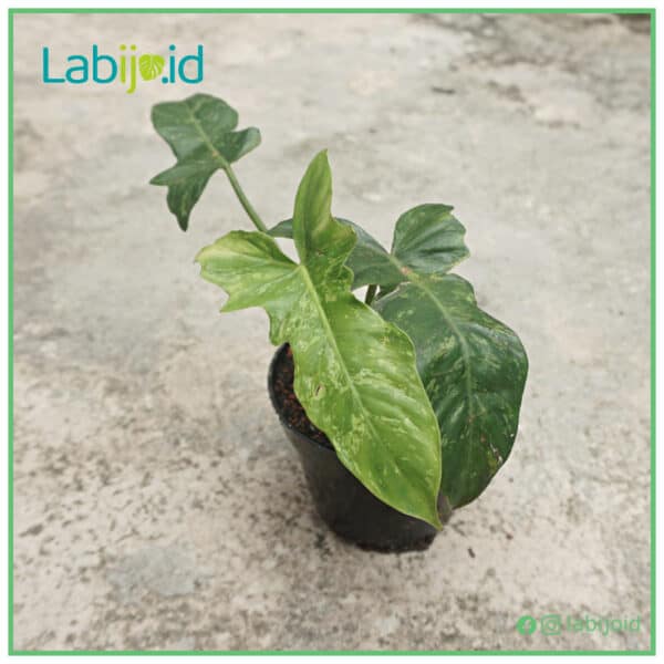 Philodendron Golden Dragon Variegated for sale