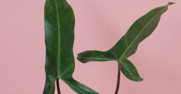 philodendron Mexicanum for sale