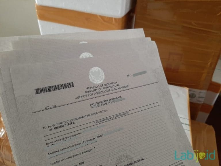 What You Need to Know about Phytosanitary Certificate  Labijo.id