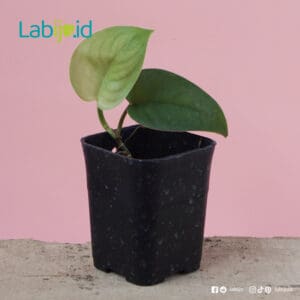 scindapsus jade satin for sale