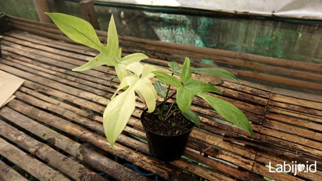 Philodendron Florida Ghost big