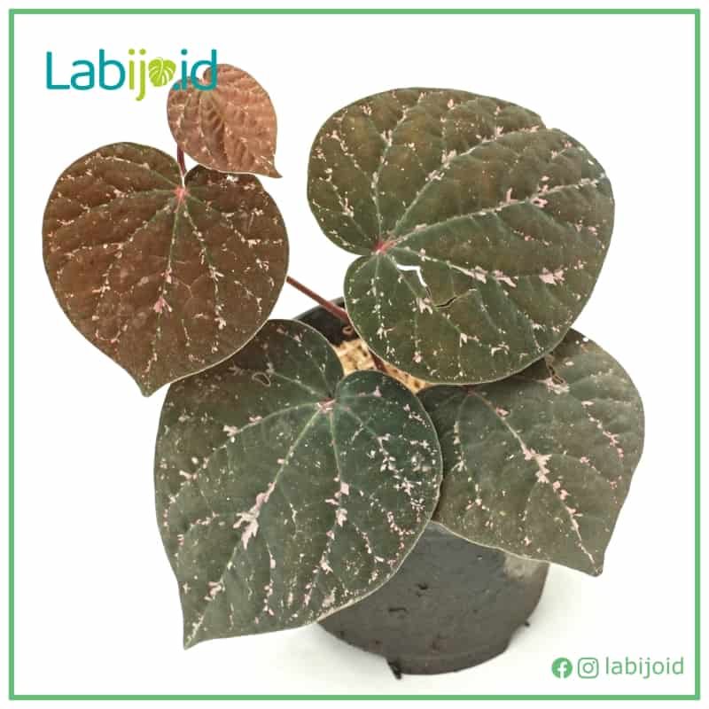 Piper Porphyrophyllum texture leaves soft