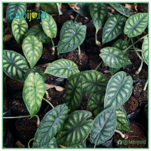 Wholesale alocasia Dragon Scale for sale from Indonesia