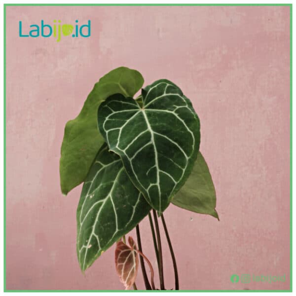 Buy Rare Plants Online Houseplant Shop Labijo