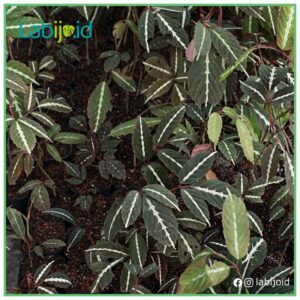 wholesale leea amabilis healthy grow