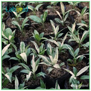 Wholesale Spathiphyllum Peace Variegated for sale