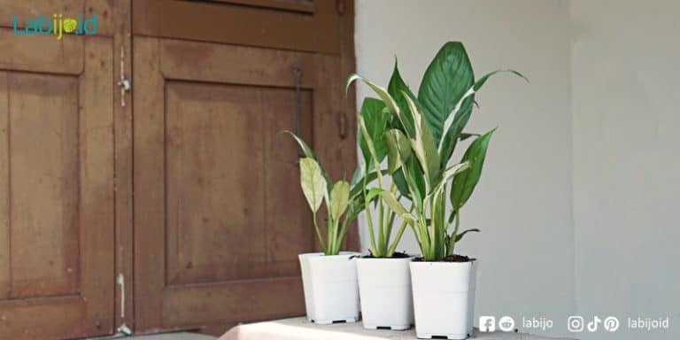 Spathiphyllum Variegated Peace Lily care guide