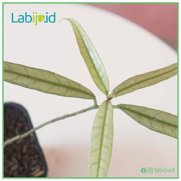 Labisia Narrow Leaves texture close up