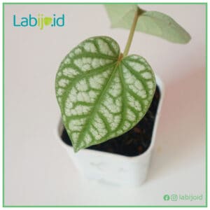 Piper Sylvaticum texture leaf